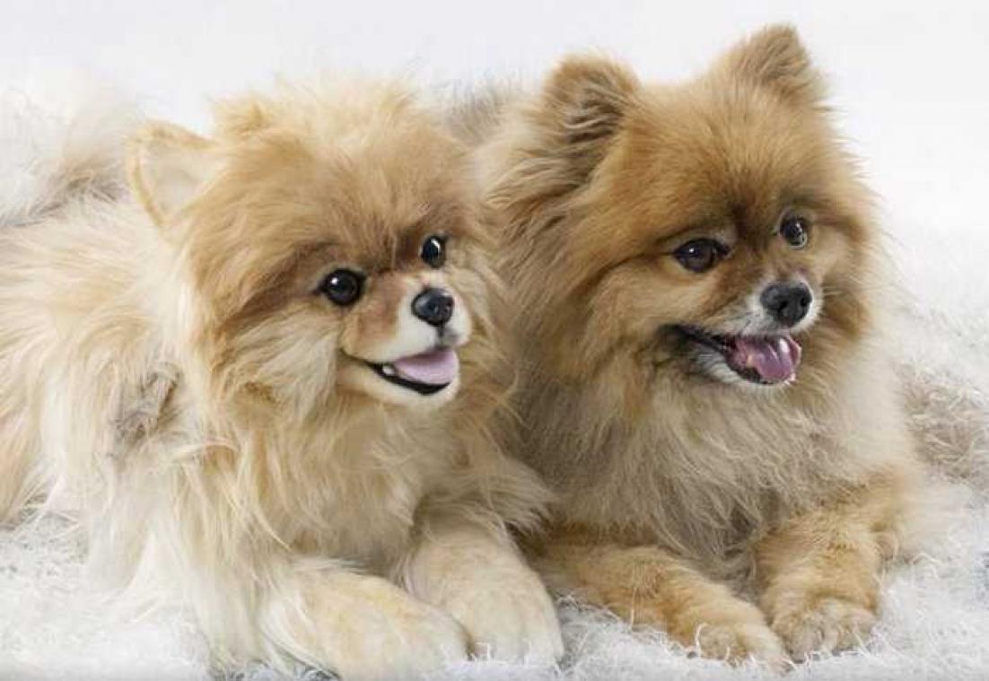 Fabrikant 'Cuddle Clones' maakt huisdieren na in knuffelformaat
