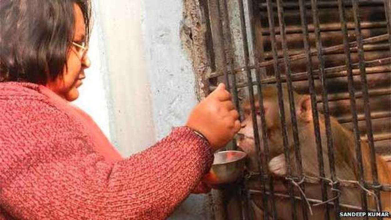 Indiaas echtpaar schenkt fortuin aan aapje