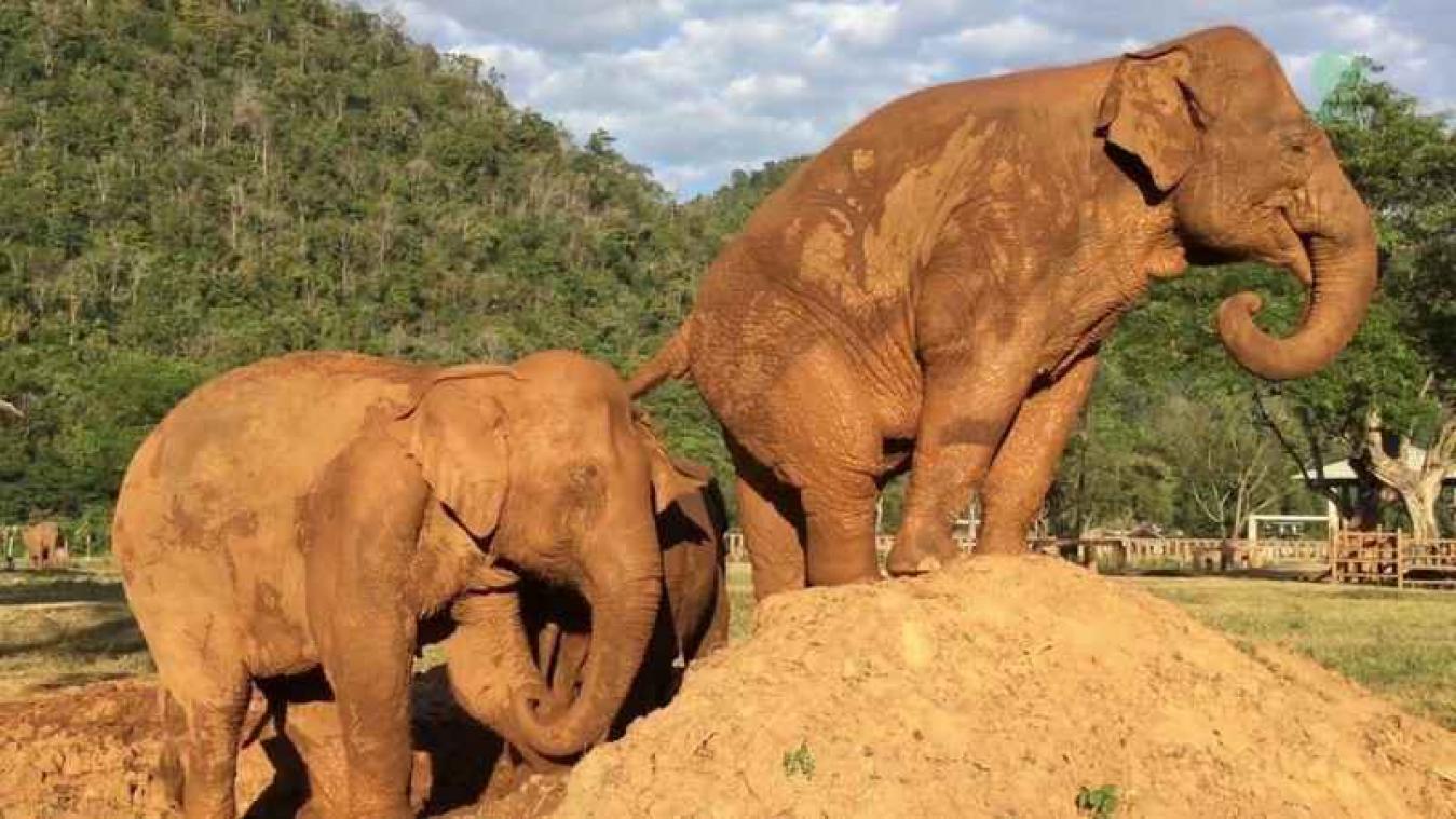 Olifant neemt wraak op de meest onsmakelijke manier