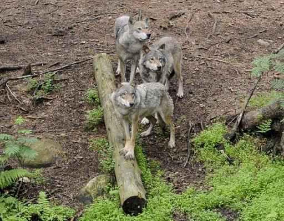 Dierentuindirecteur veroordeeld voor dodelijke wolvenaanval