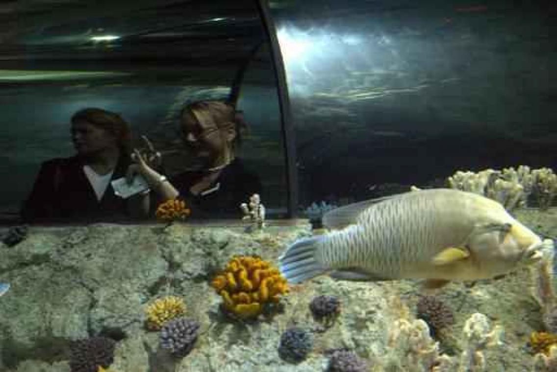 Antwerpse Zoo gaat groot deel van Aquatopia-dieren opvangen