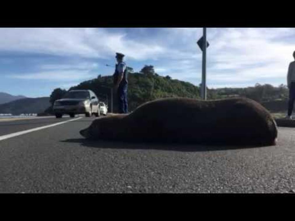 Zonnende zeehond bereikt sterrenstatus in Nieuw-Zeeland