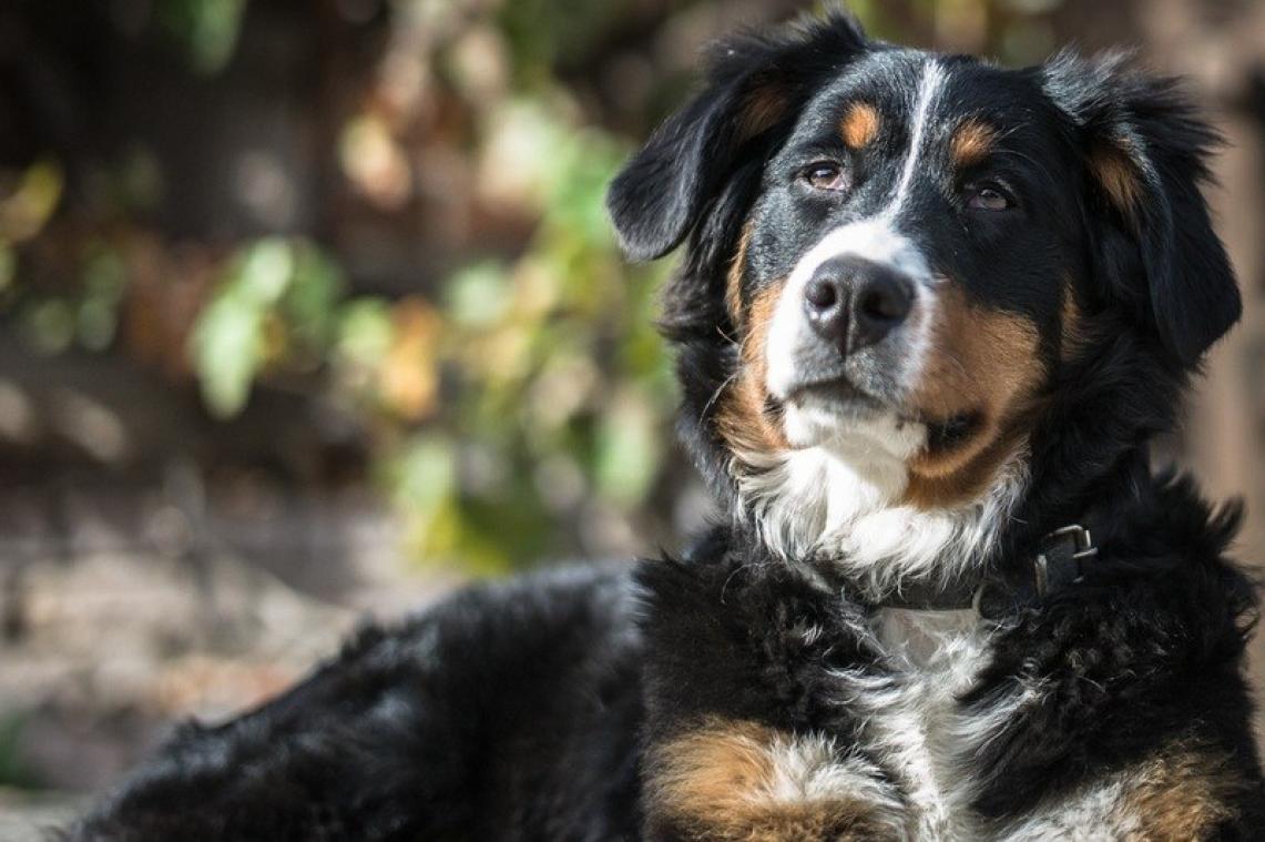 Honden worden grijs van stress