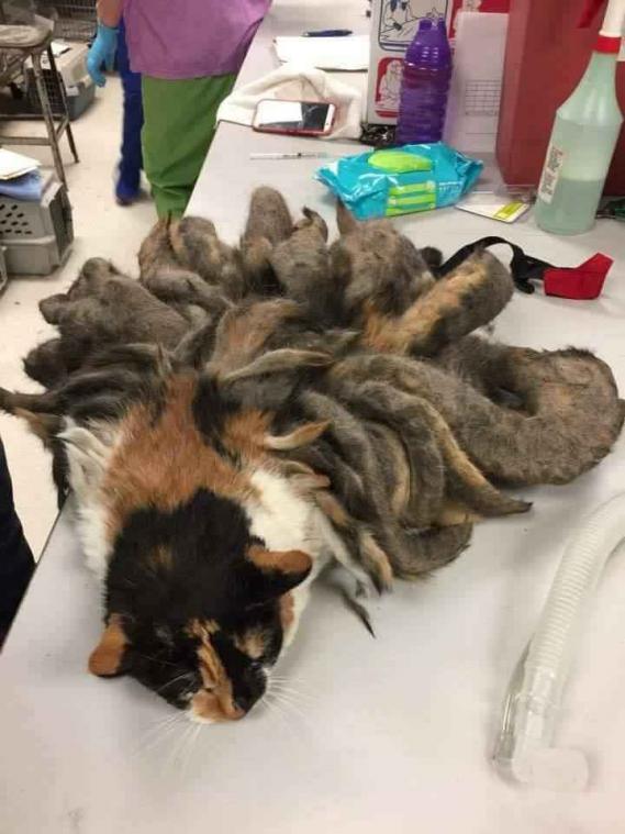 Verwaarloosde kat ging gebukt onder een kilo dreadlocks