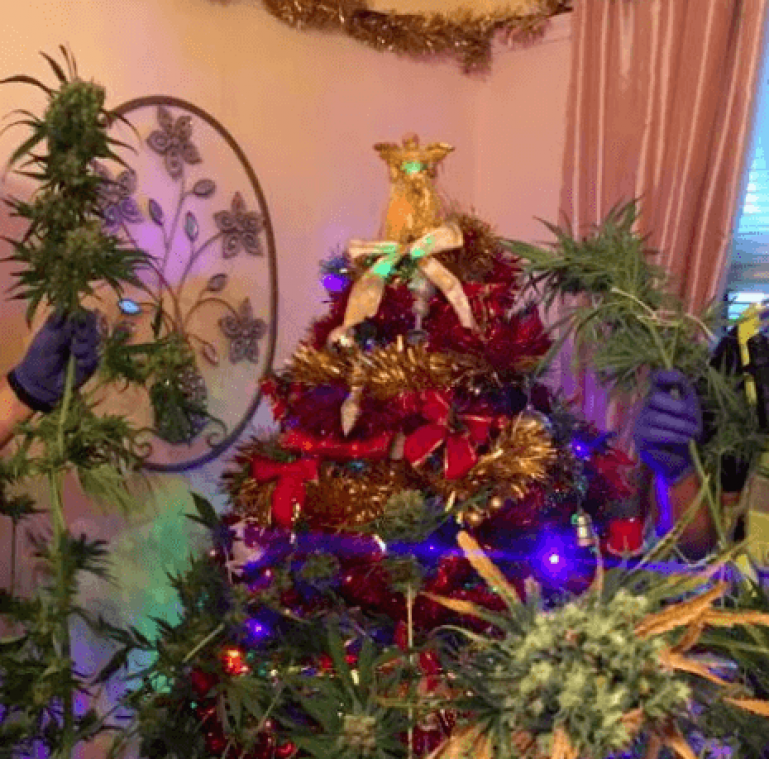 Wietkwekers vermommen plant als kerstboom