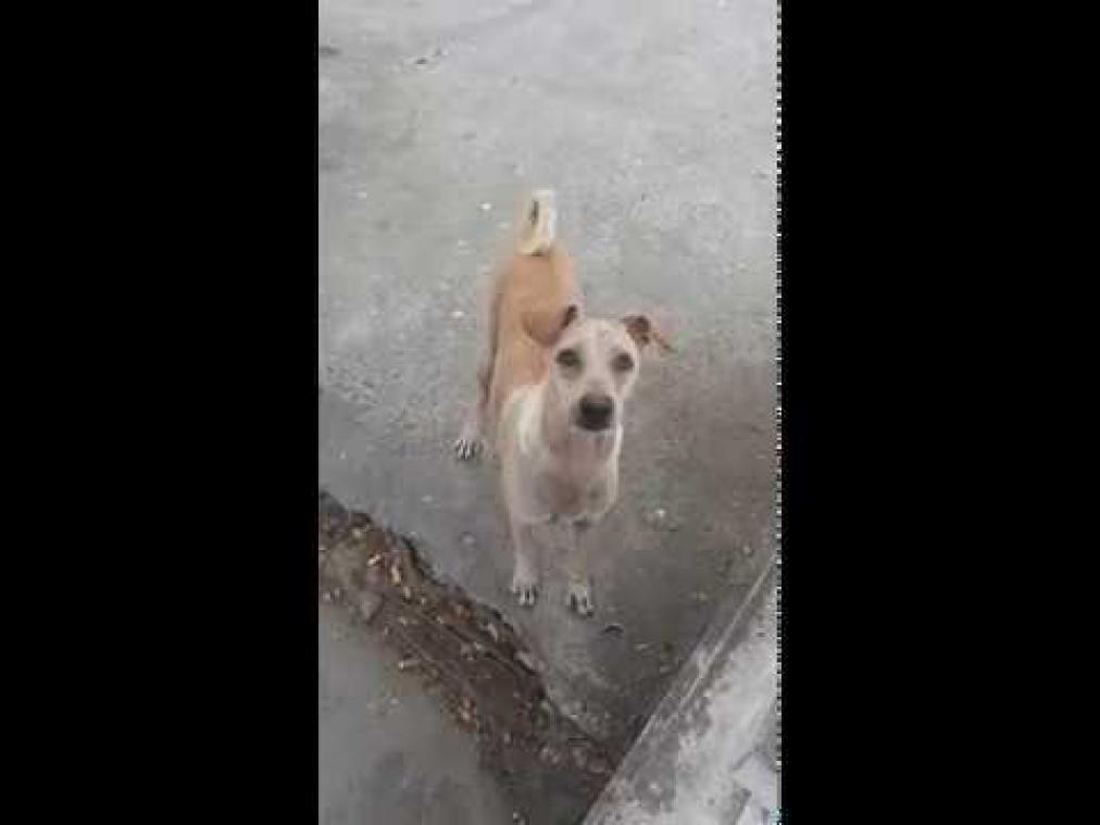 Man geeft eten aan hongerige hond die het niet opeet, dus volgt hij haar