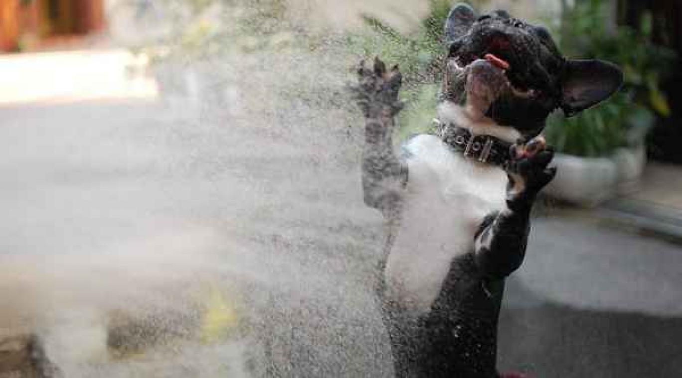 12 intens gelukkige dieren om je dag op te vrolijken