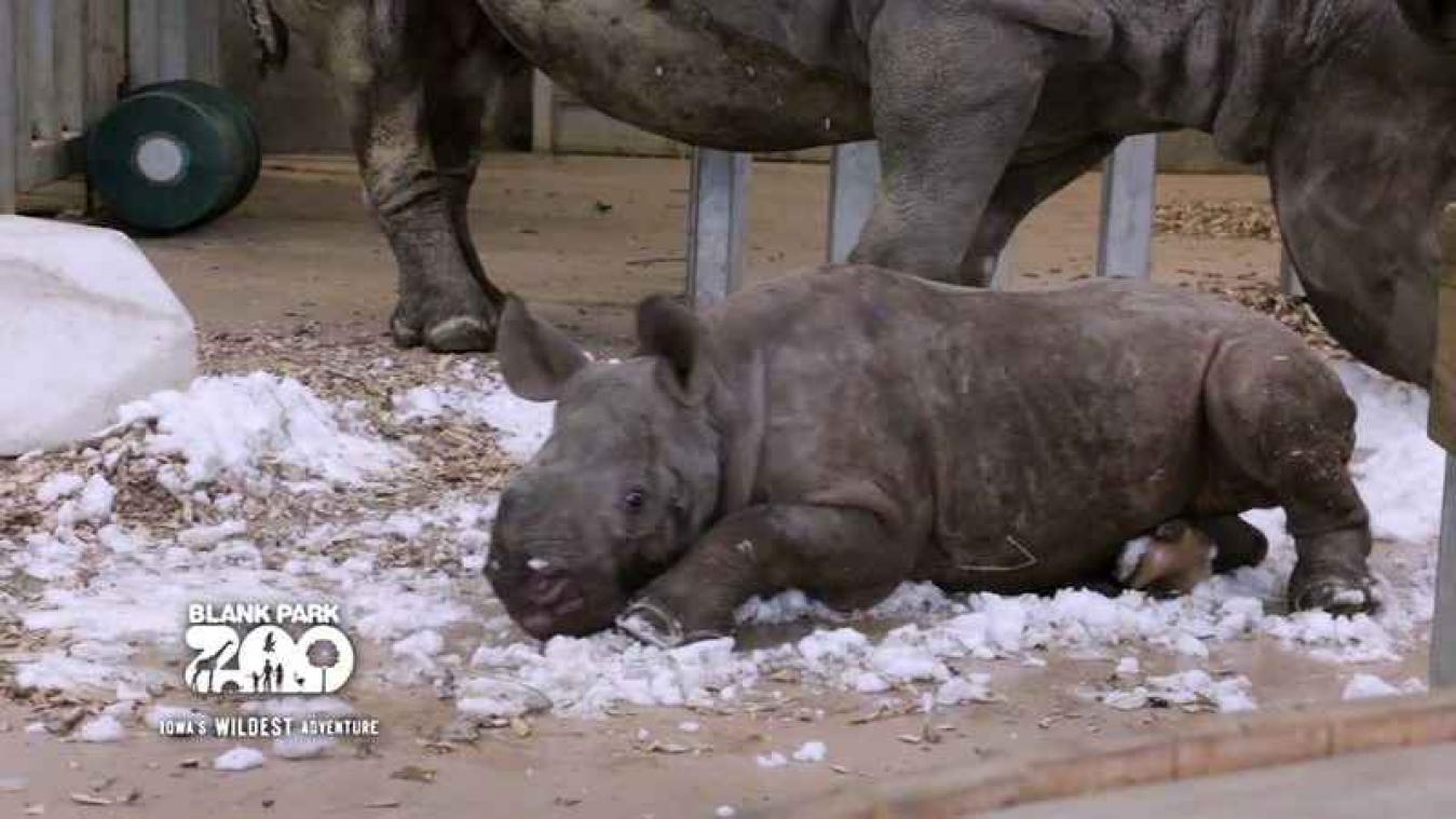 Baby neushoorn ontdekt voor de eerste keer sneeuw