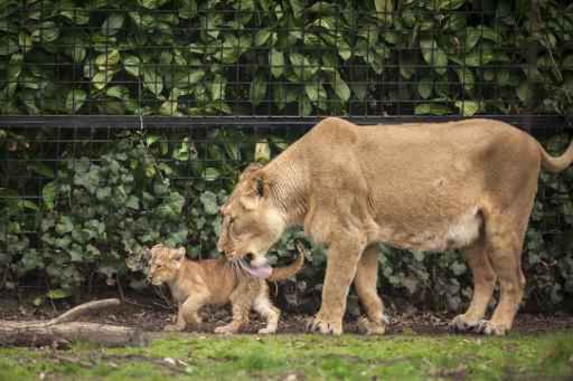 Bijna twee miljoen bezoekers voor Zoo en Planckendael
