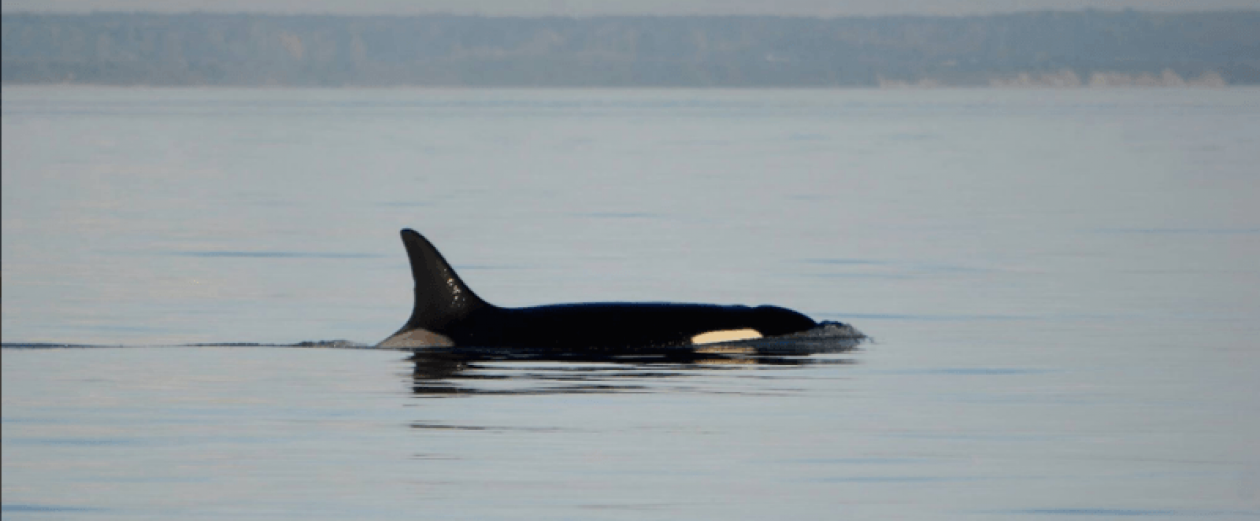 Oudste orka ter wereld sterft op 105-jarige leeftijd