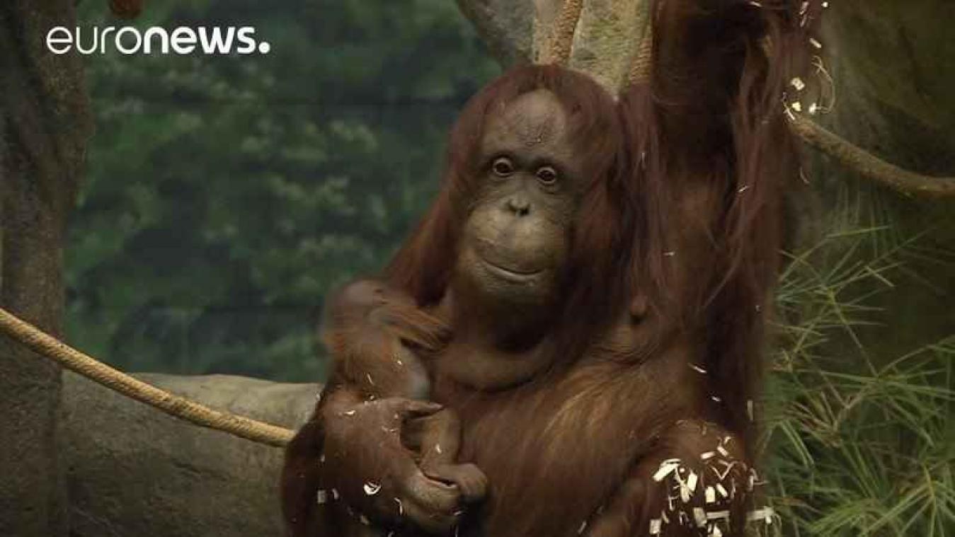Hartverwarmend: baby orang-oetan maakt kennis met het grote publiek