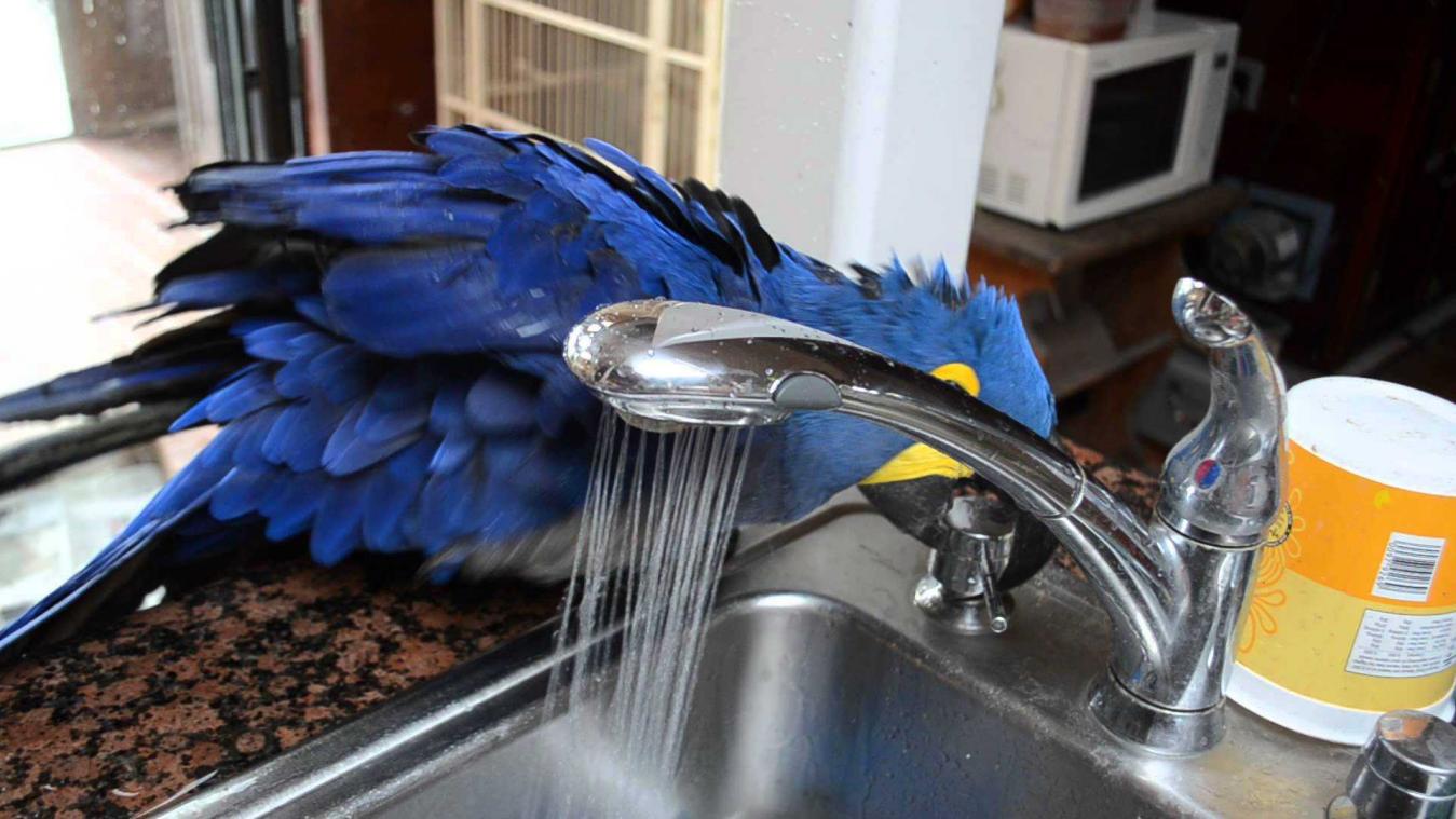 Papegaai gebruikt keukenkraan  om zelf douche te nemen