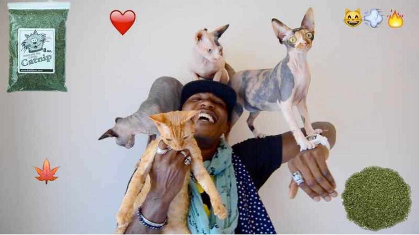 Deze rapper maakt alleen nummers over katten
