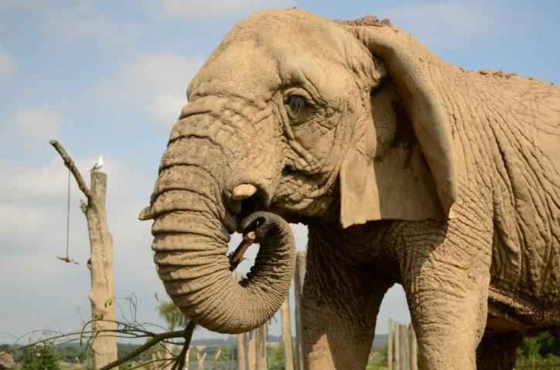 Gezocht: maatje voor de enige olifant in Schotland
