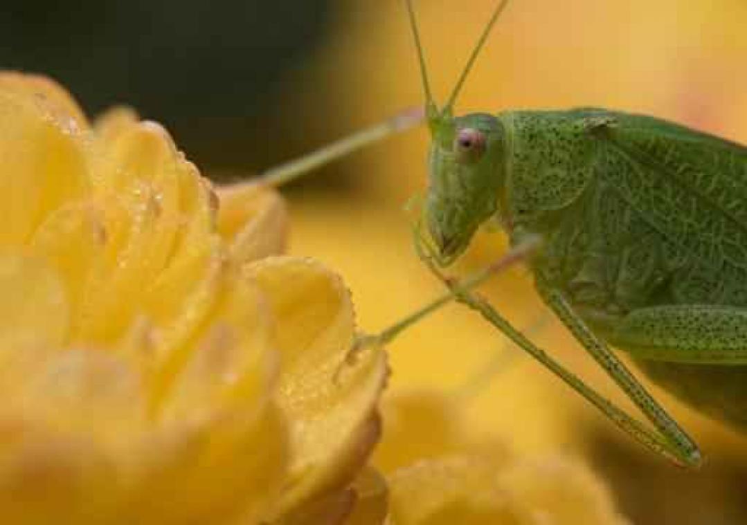 Kempische onderzoekers willen handcrème en lijmen uit insecten ontwikkelen