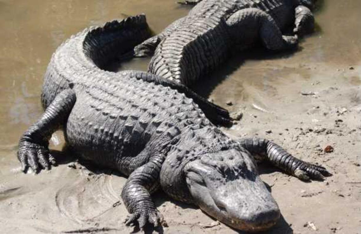 Uit studie blijkt dat stoffen in alligatorbloed als antibiotica kunnen werken