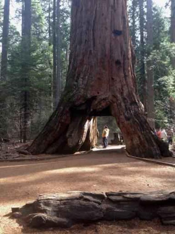 Storm velt iconische sequoia in Californië