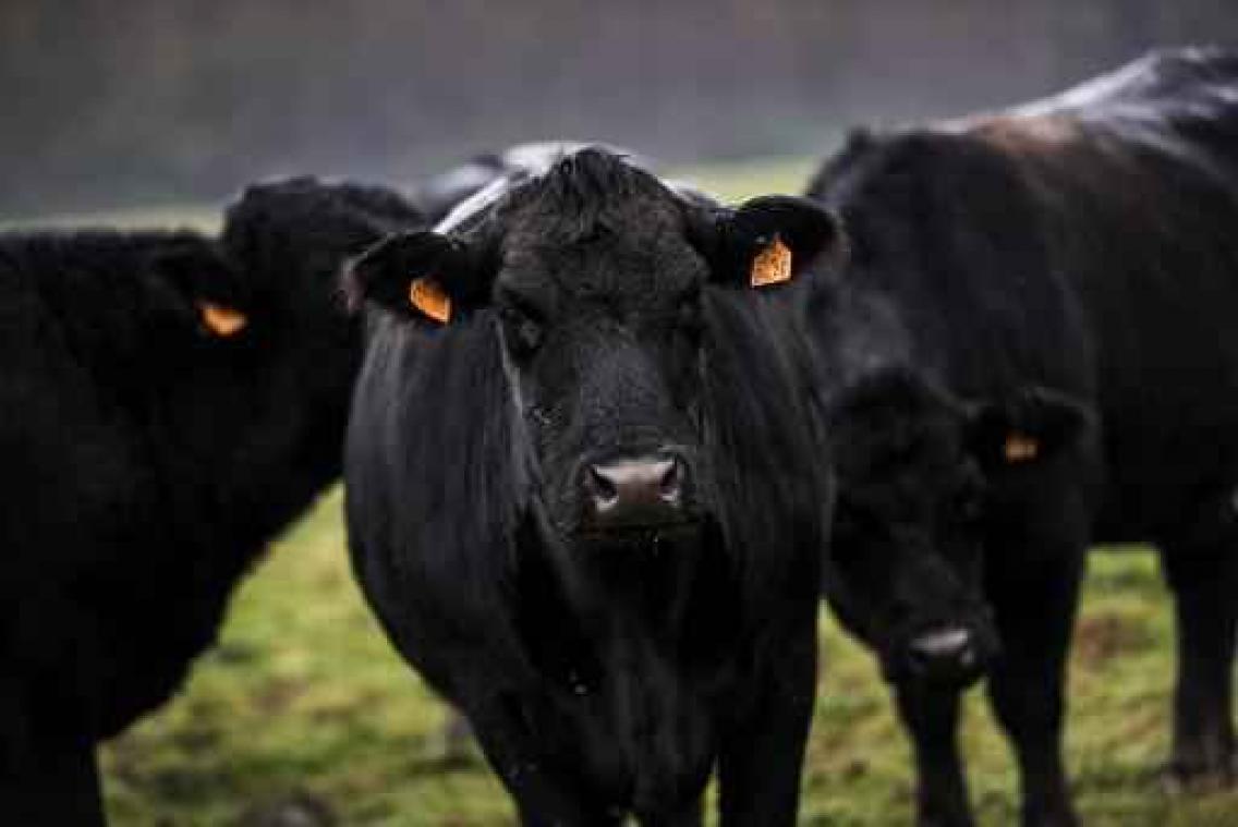 West-Vlaams rood ras gaat voor Europese naambescherming