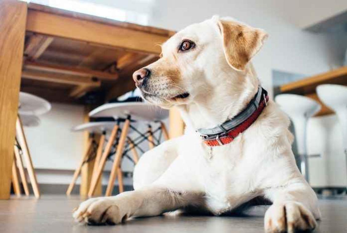 Restaurant voor honden opent de deuren