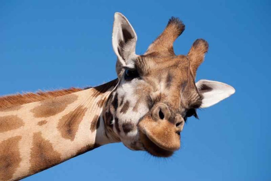 Ook giraffen lusten al eens een ijsje