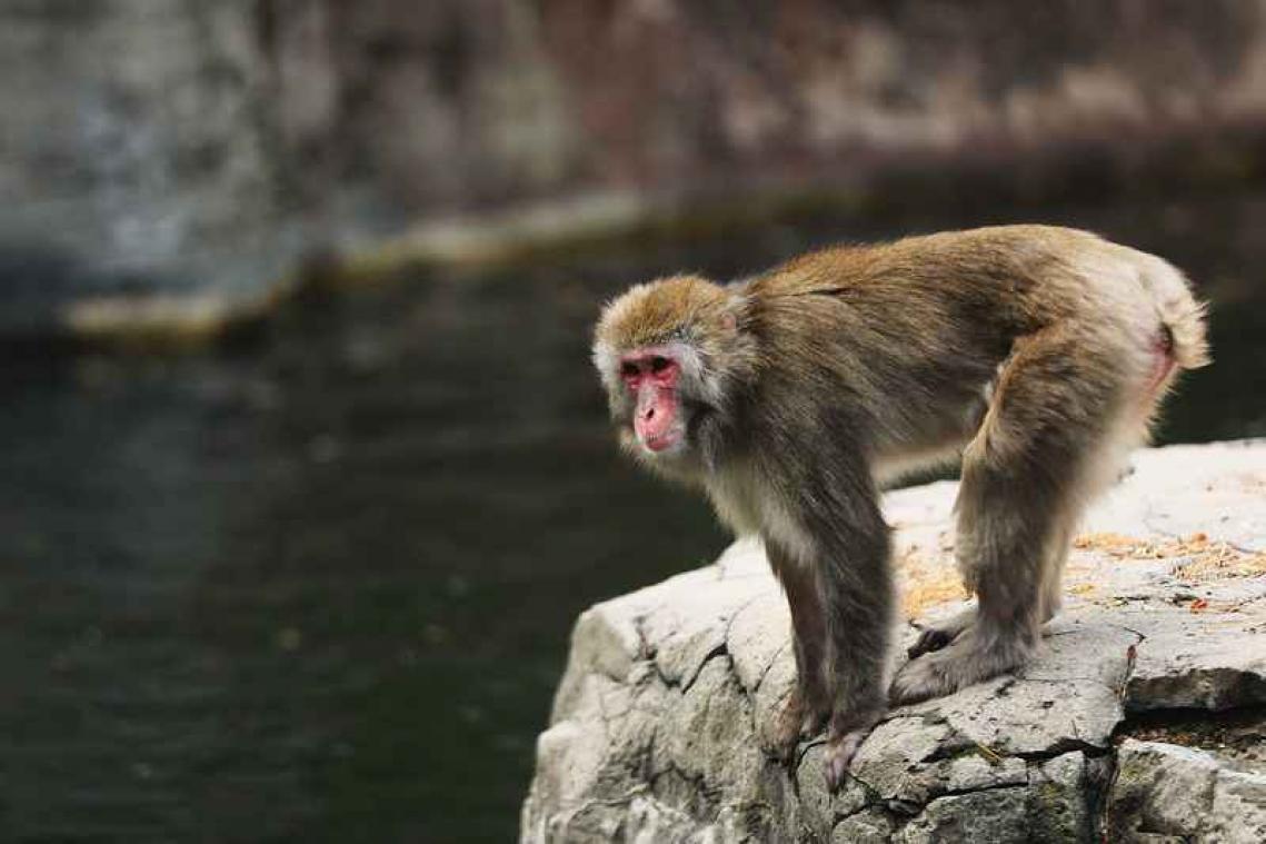 Onmogelijke liefde bestaat niet. Japanse makaak probeert seks te hebben met hert