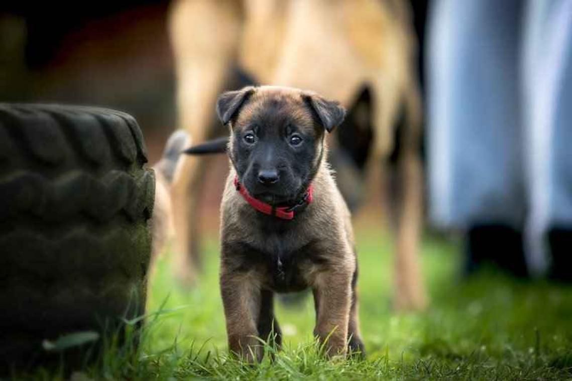 Puppies vinden babytaal écht leuk