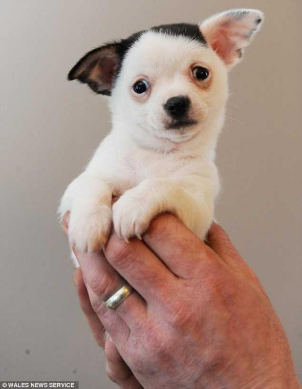 Adolf Hitler in puppyformaat is verbazingwekkend genoeg toch schattig