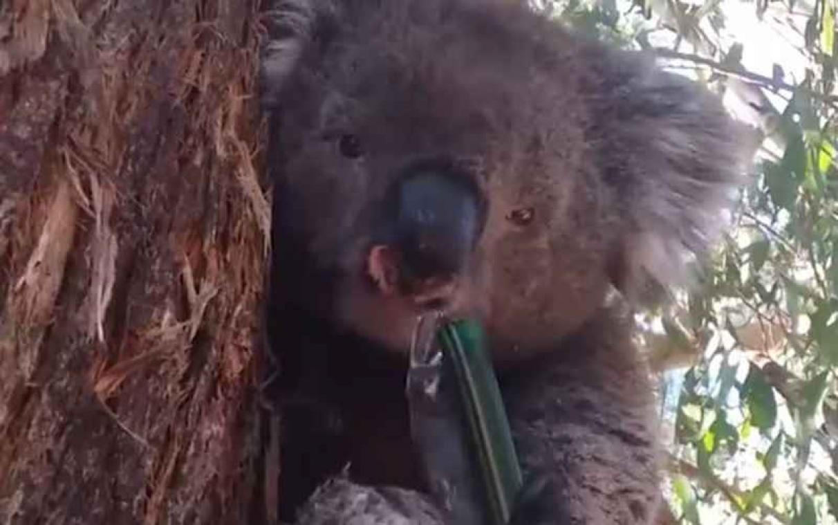 Dorstige koala vindt heil bij een tuinslang