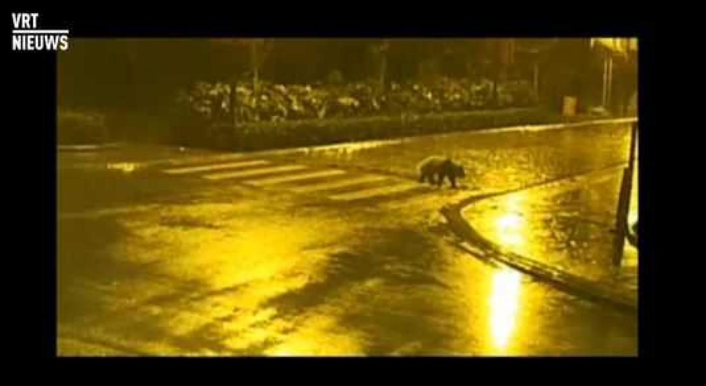 Reuzenpanda trekt er alleen op uit, met respect voor verkeersregels