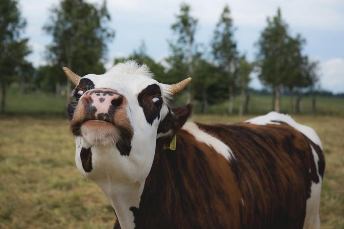 Zou jij je huis schoonmaken met koeienurine?