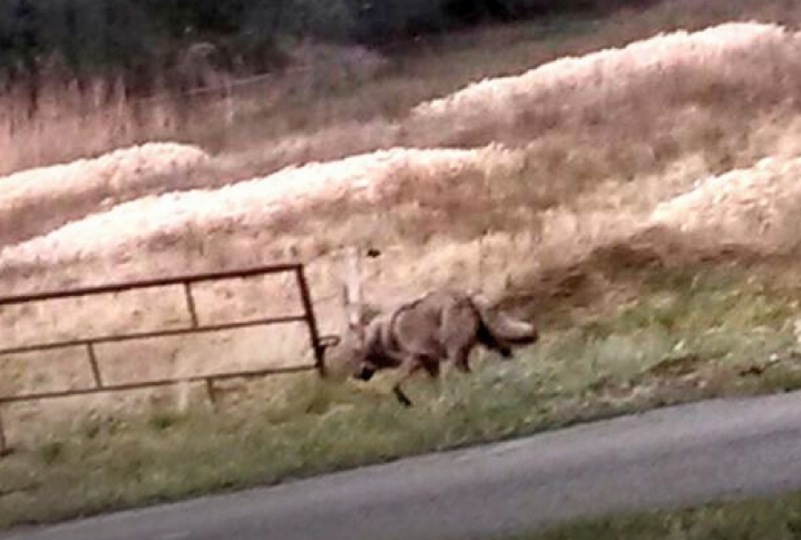 België omsingeld door wolven