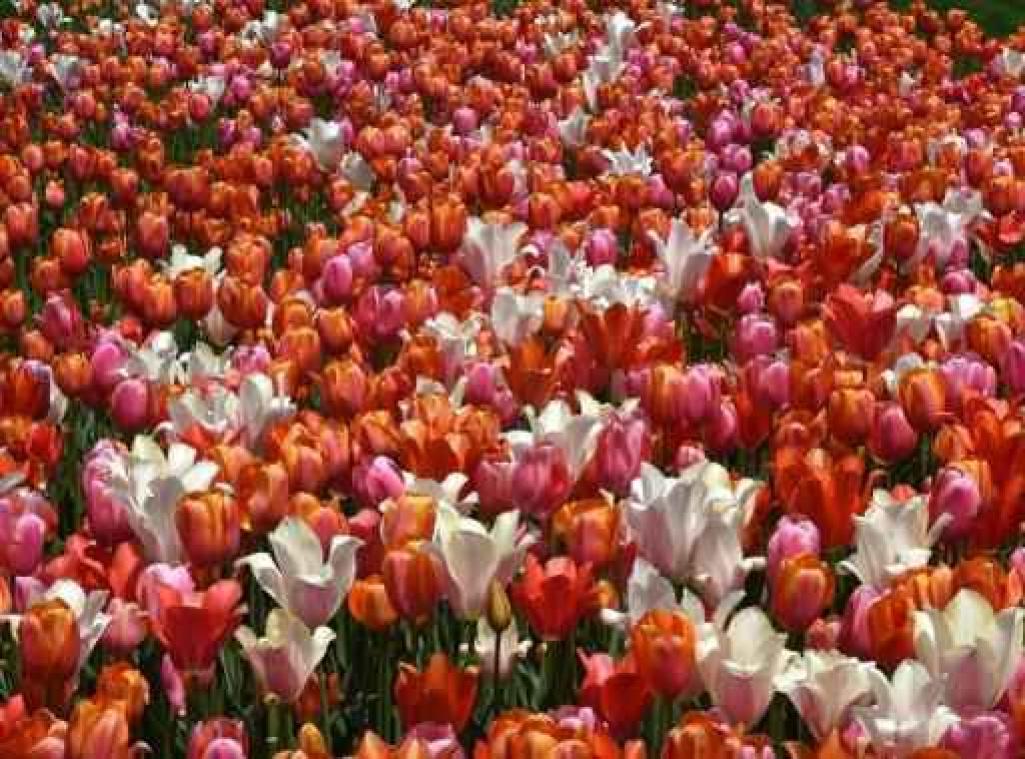 Nederland stevent af op 2 miljard tulpen