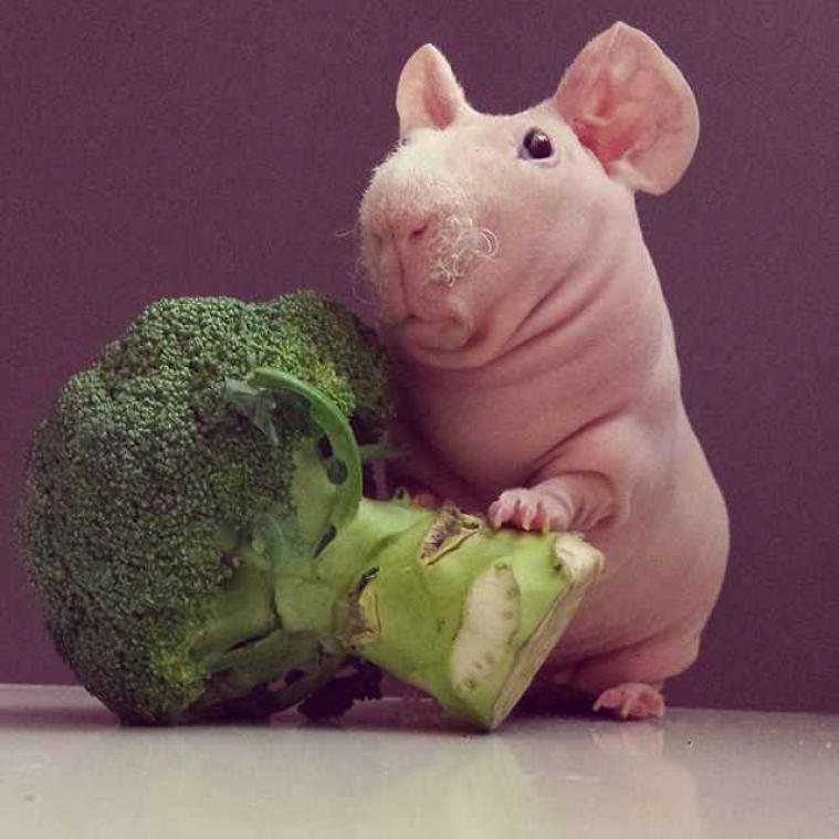 IN BEELD. Ludwik de kale cavia heeft 134.000 volgers en een vriendin