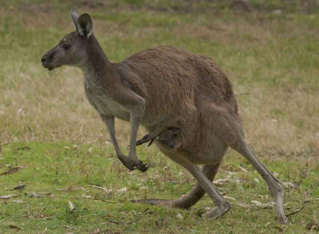 Jogster aangevallen door kangoeroe in Melbourne
