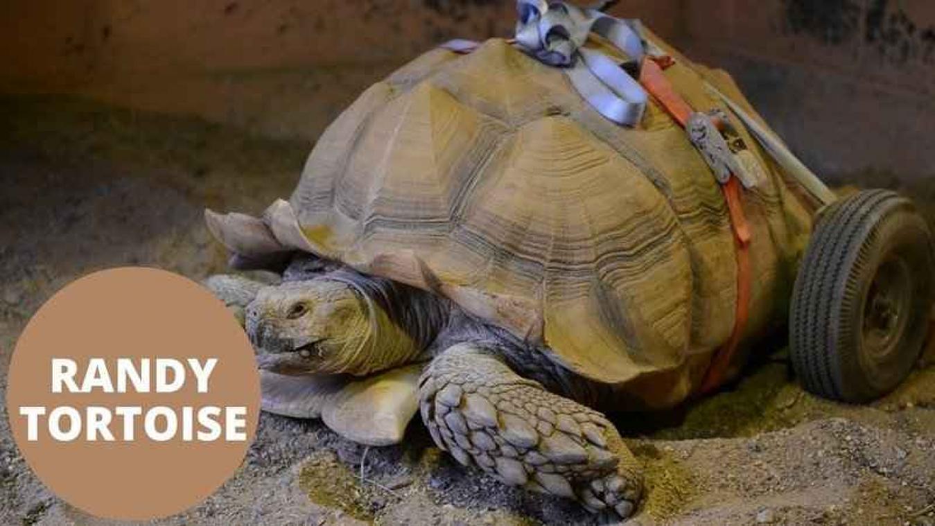 Alles loopt weer op wieltjes voor seksuele schildpad