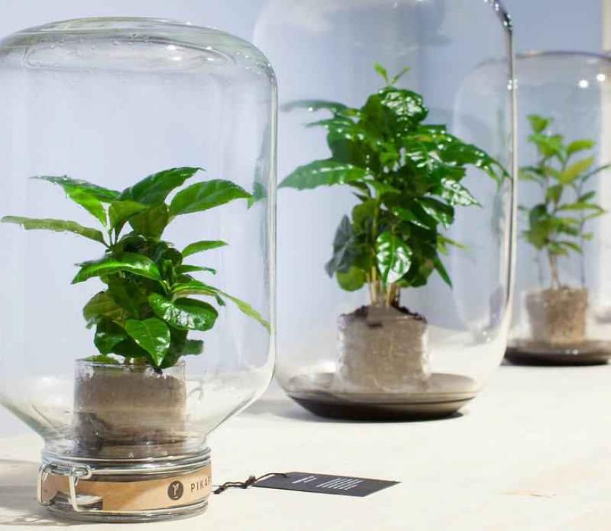Dit is de kantoorplant van je dromen