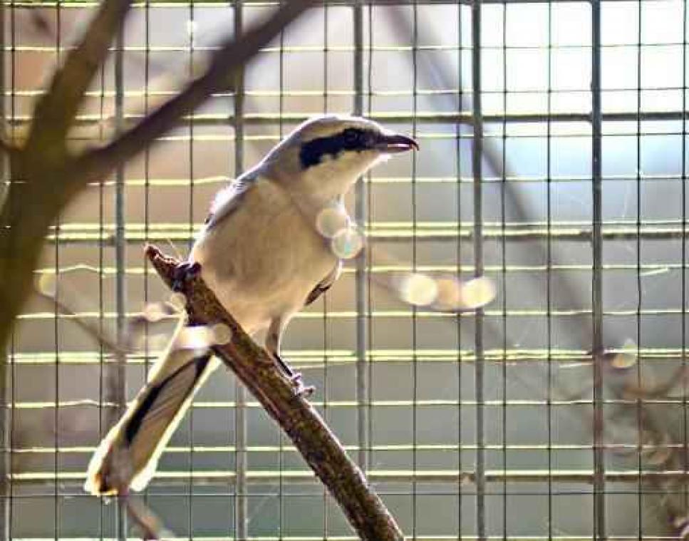Achtendertig procent van Vlaamse broedvogels in gevaar