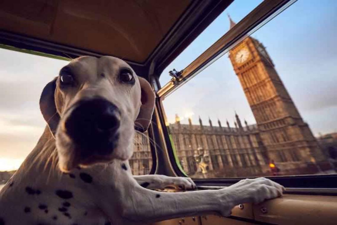 Londen krijgt een bustoer voor honden