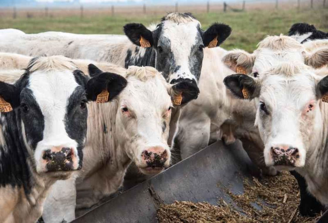 In de toekomst staat kweekvlees op het menu