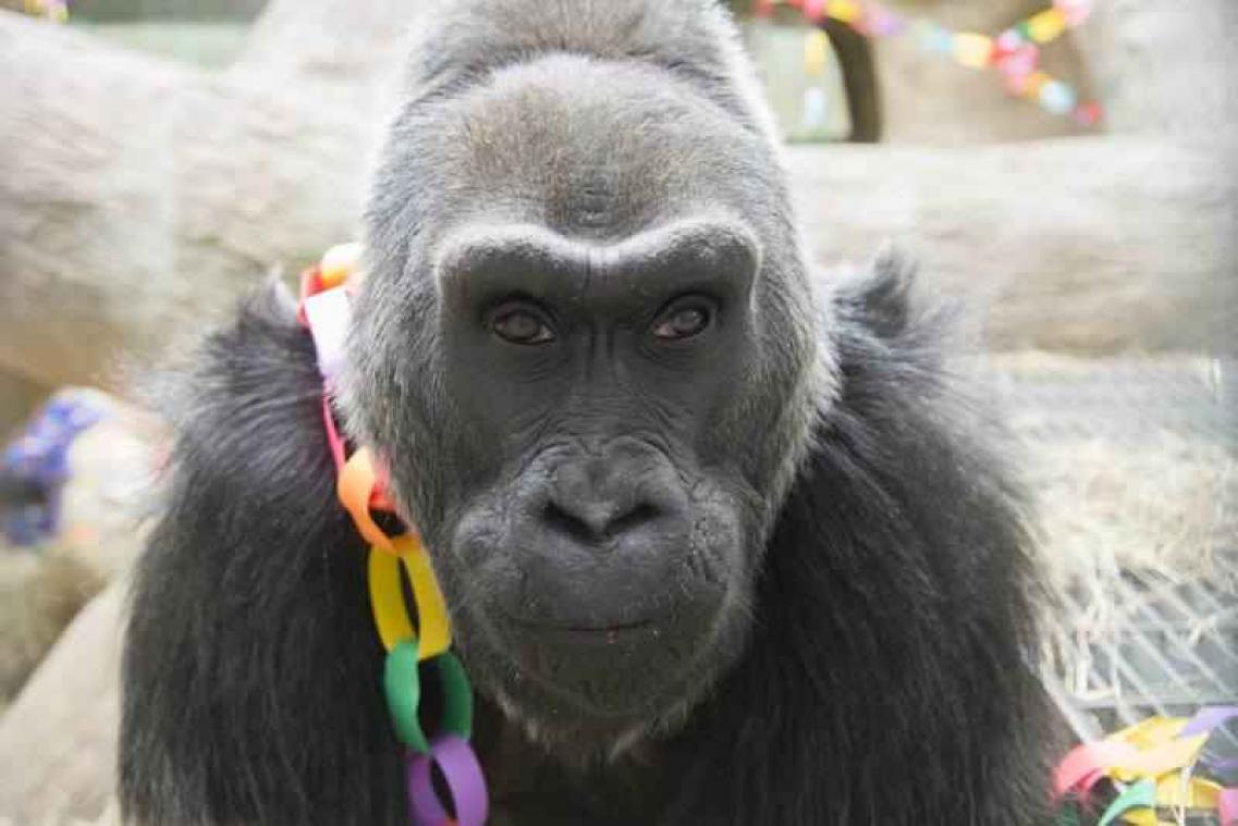 's Werelds oudste gorilla in gevangenschap overleden