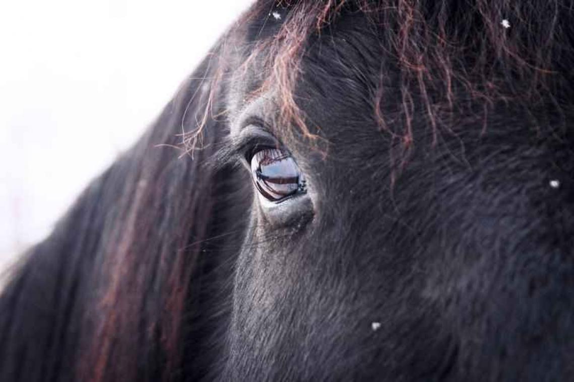 Paarden zijn de dodelijkste dieren in Australië