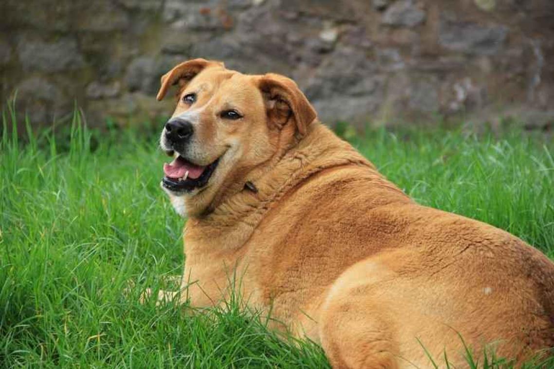 Betrapte hond doet iets hilarisch om gegraven gat te verbergen