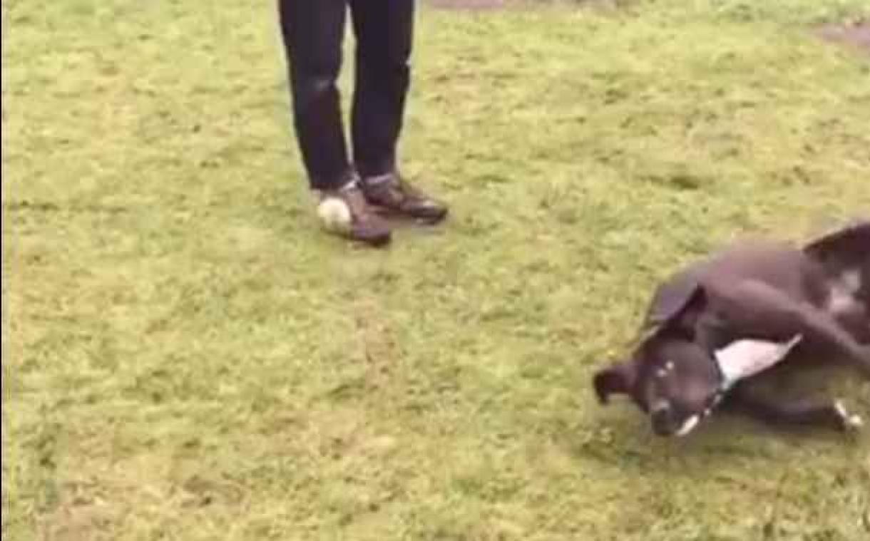 Deze hond slaagt er maar niet in om de bal te vangen