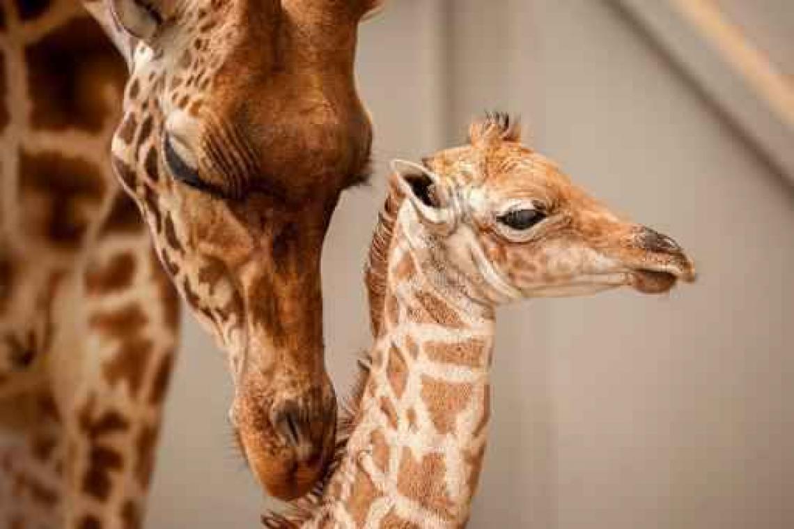 Babygiraf geboren in Planckendael