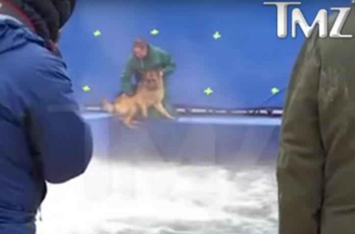 Première 'A Dog's Purpose' uitgesteld na dierenmishandeling op set