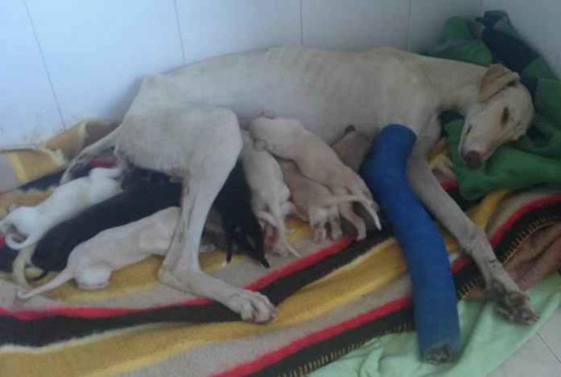 Hond met gebroken poot leidt redders naar een grote verrassing