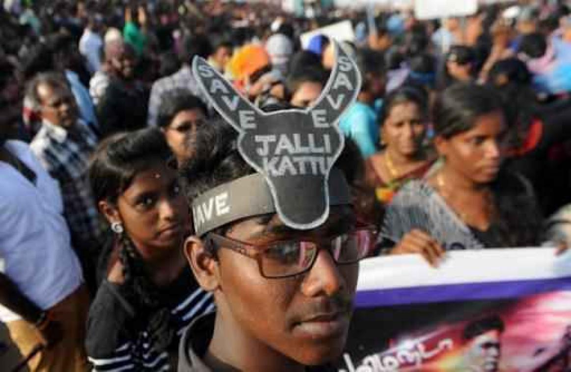 Twee doden bij controversieel stierenworstelen in India