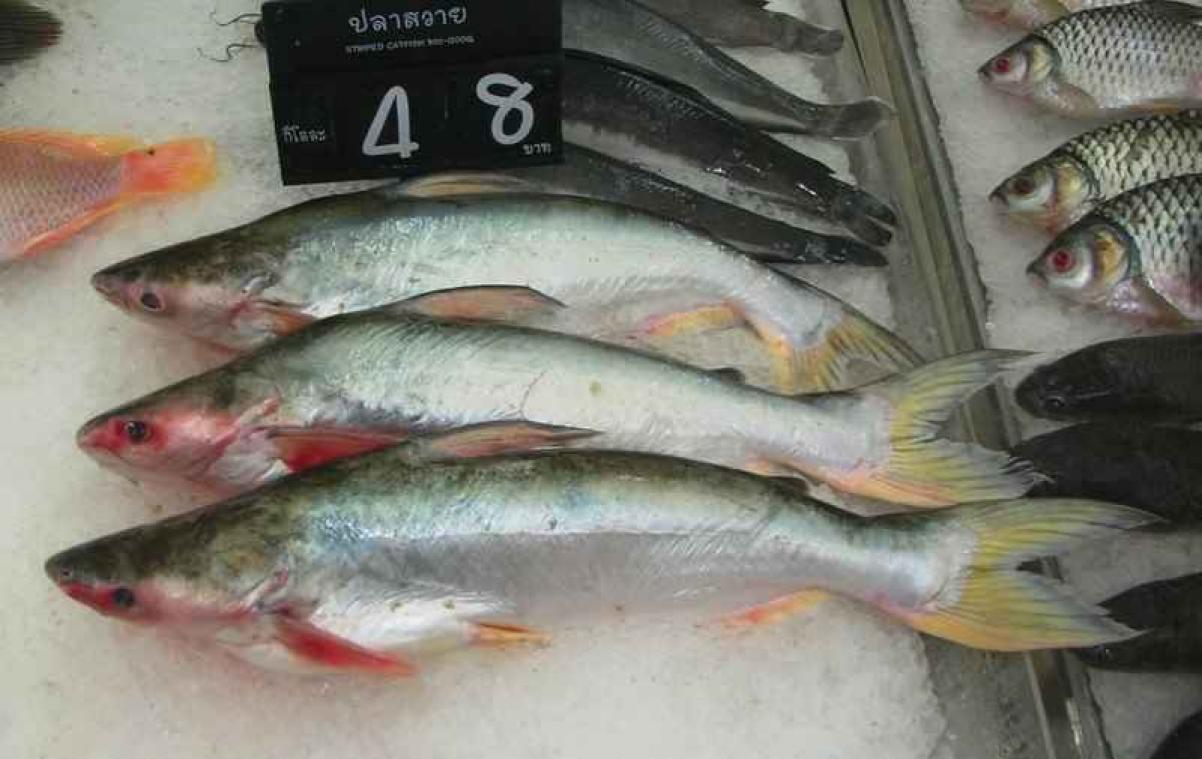 Supermarktketen lust pangasius niet meer