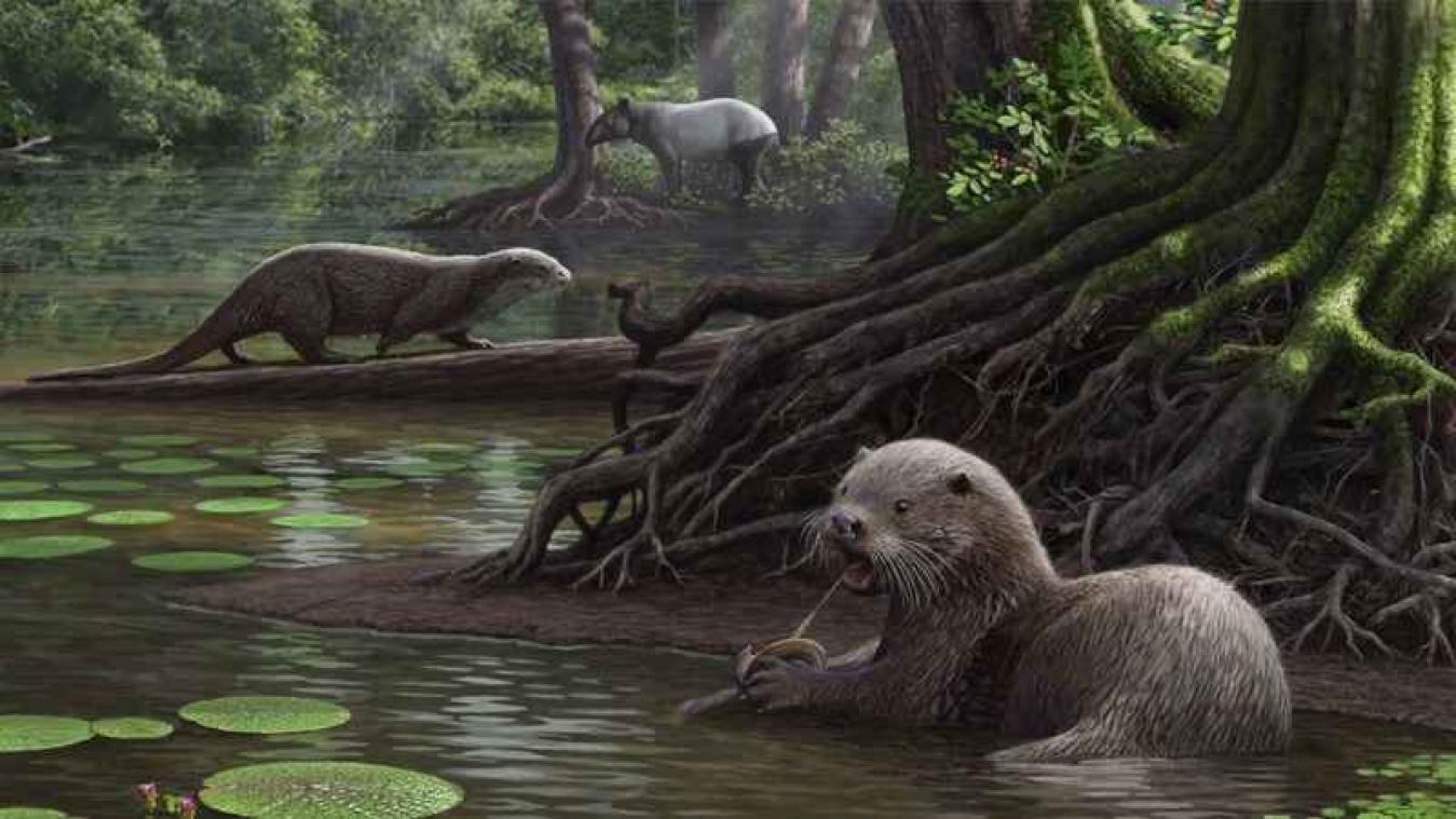 Gigantische otters leefden zes miljoen jaar geleden