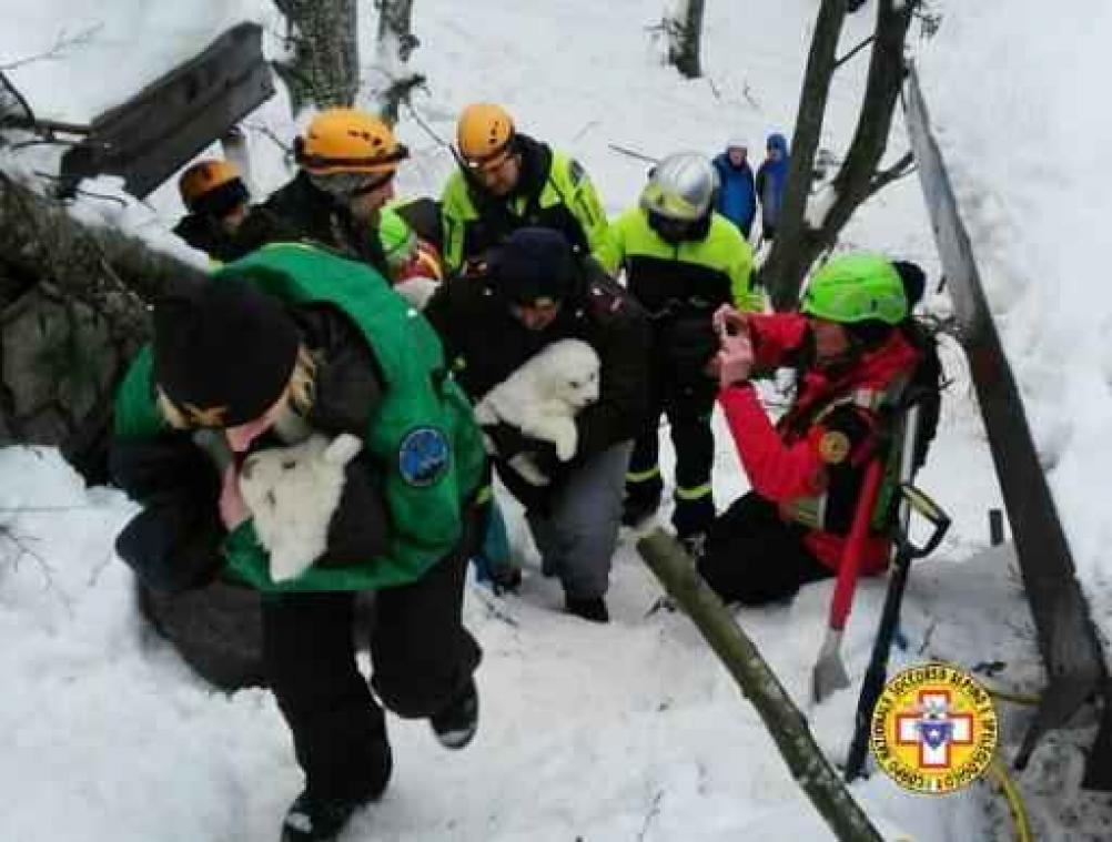 Drie pups van berghonden levend aangetroffen in bedolven hotel